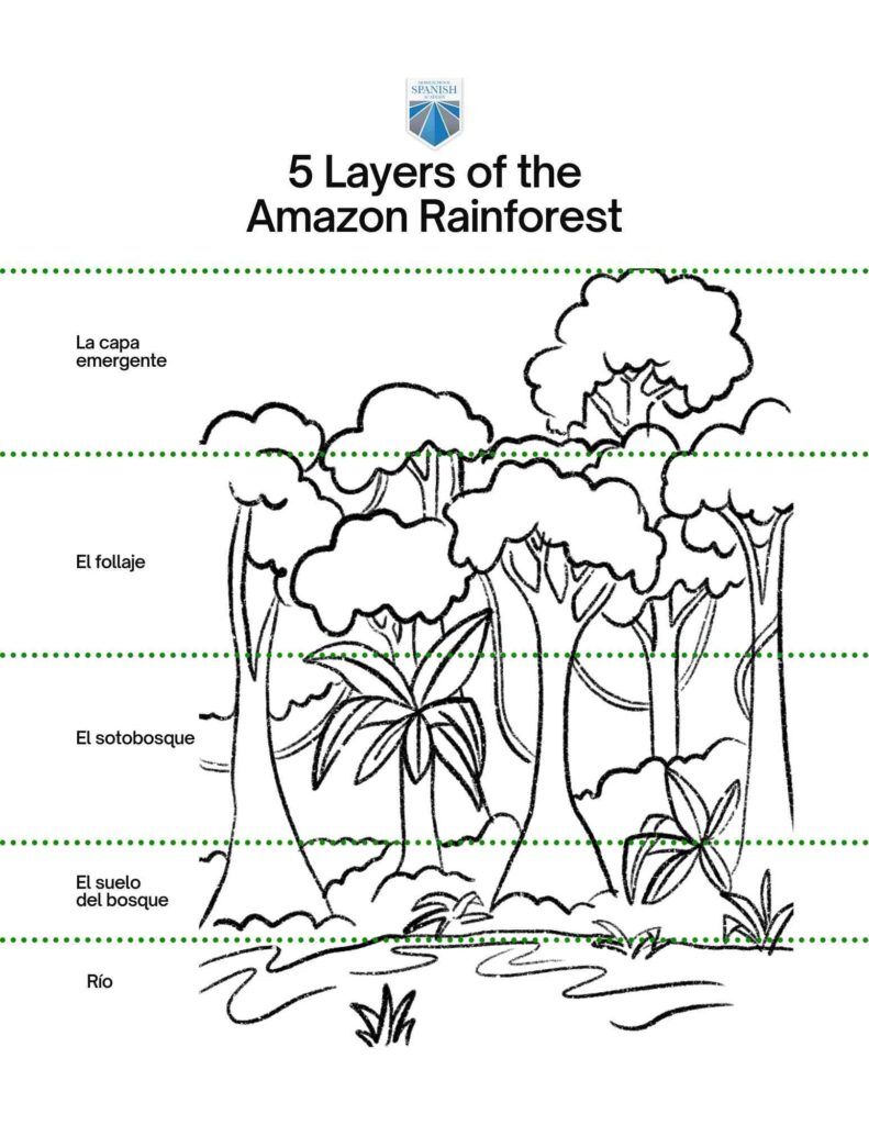 Amazon Rainforest Facts (Free Spanish Lessons for Kids)