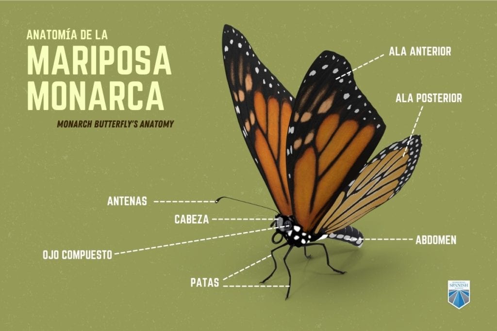 Monarch Butterfly in Spanish Lesson Bundle for Elementary