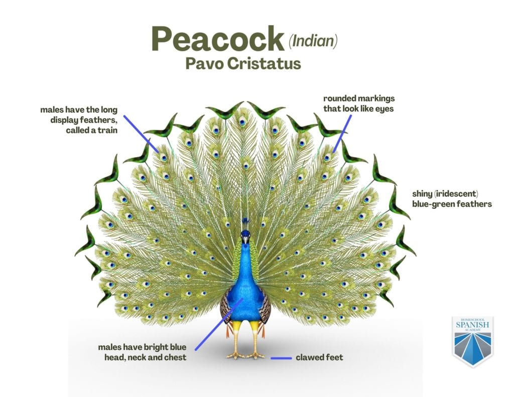 pecock info