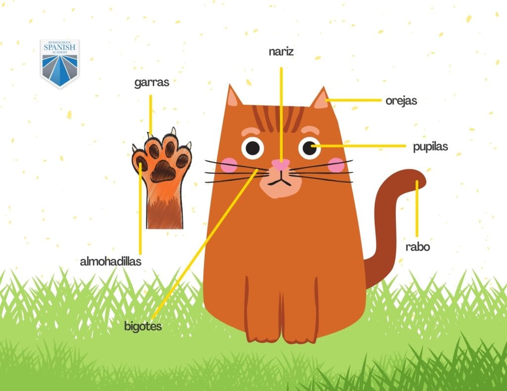 How Do You Say Cat in Spanish: Discover the Elegance of Gato