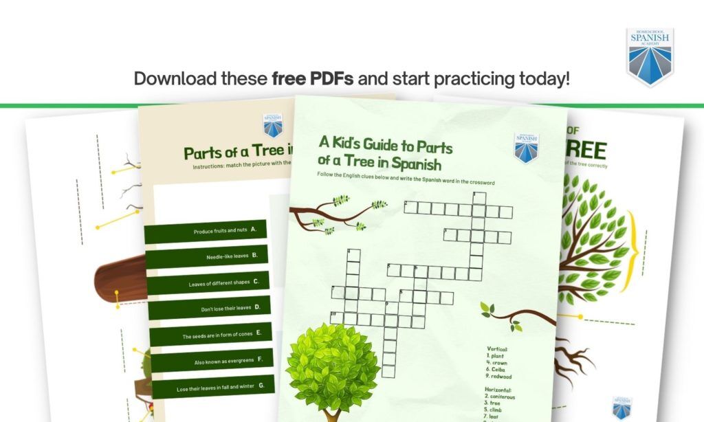 Parts of a Tree and Their Functions (Free Spanish Lessons for Kids)