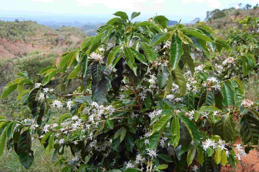 Puerto Rican National Beverage: Coffee