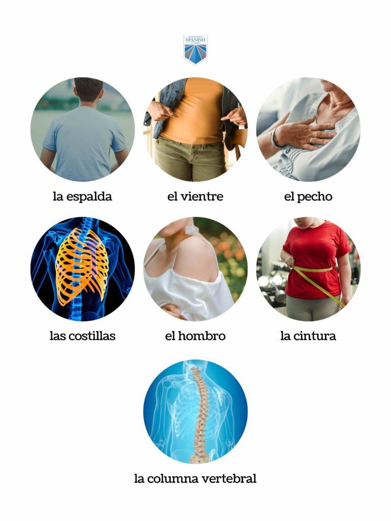 Parts of the Body (Free Spanish Lessons for Kids), image size:768x1024