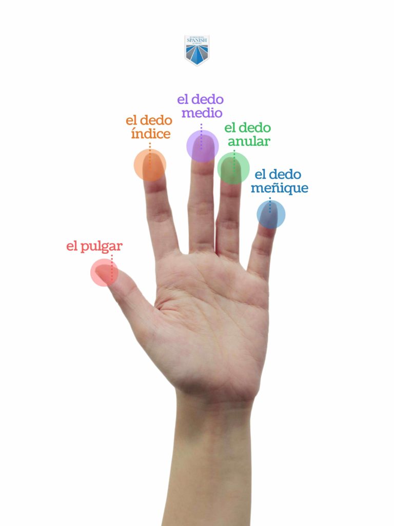 Year 4 learnt how to pronounce the body parts in Spanish last week. To do  this, they used the traditional song of 'head, shoulders, knees and toes'  to translate it. This was, image size:768x1024